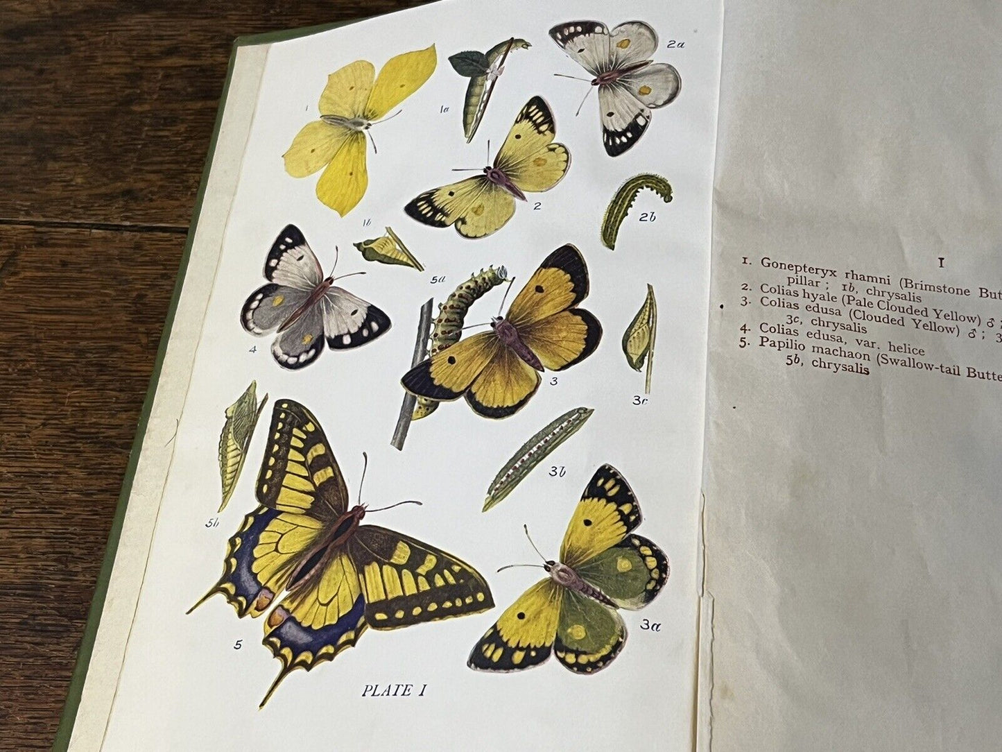 Butterflies And Moths Of  The United  Kingdom (70 Colour Paltes) W E KIRBY