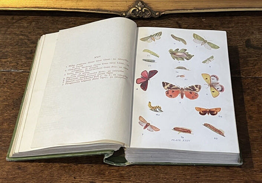 Butterflies And Moths Of  The United  Kingdom (70 Colour Paltes) W E KIRBY